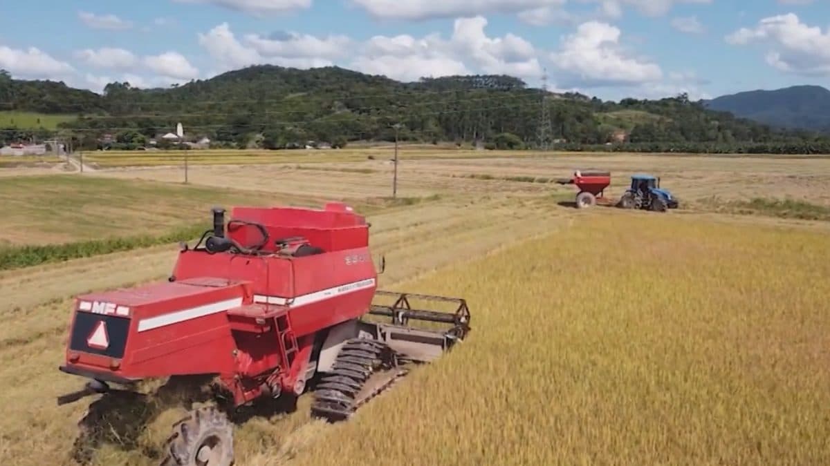 Colheita de Arroz em Gaspar Deve Gerar R$ 22 Milhões e Fortalecer Economia Local